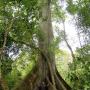 Honduras - der Lebensbaum der Mayas